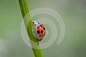 Walking lady bug on a green leaf