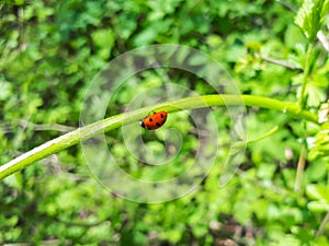 Walking lady bug on a plant stem