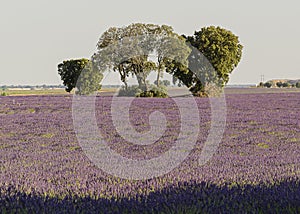 Walking through the lavender fields on July 5, 2019.