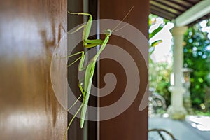 Walking Leaf on a door in Bali photo