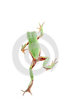 Walking leaf frog on white