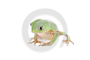 Walking leaf frog on white