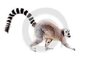 Walking lemur photo