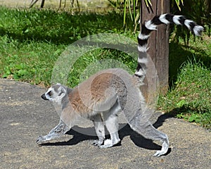 Walking Lemur