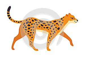 Walking Leopard as Wild Cat with Long Spotted Body Vector Illustration