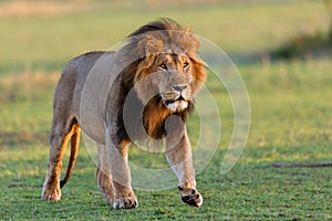 Walking Lion Mohican in Masai Mara