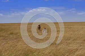 Walking lions in the field