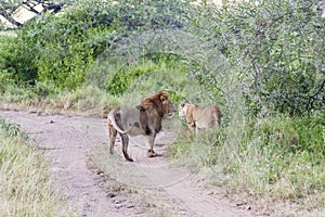 Walking Lions