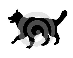 Walking long-haired german shepherd puppy. Alsatian wolf dog. Black dog silhouette. Pet animals. Isolated on a white background