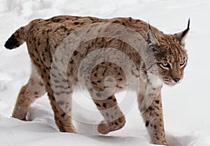Walking Lynx on snow in winter