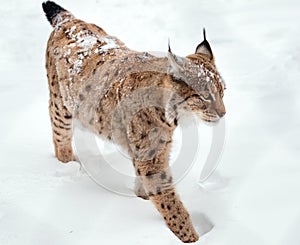 Walking Lynx on the white background