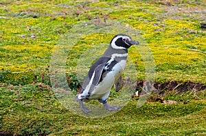 Walking Magellanic Penguin