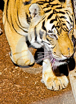 Walking male tiger head shot