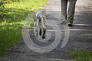 Walking man`s feet and hunting dog back view, recreation concept