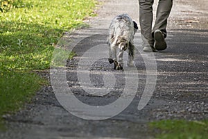 Walking man`s feet and hunting dog back view, recreation concept