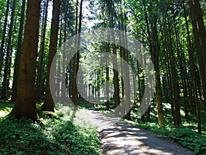 Walking and marked trails on the slopes of the Alpstein massif and in the Rhine valley Rheintal, Gams - Canton of St. Gallen