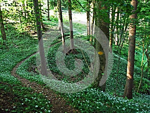 Walking and marked trails on the slopes of the Alpstein massif and in the Rhine valley Rheintal, Gams - Canton of St. Gallen