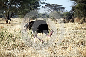 Walking masai ostrich