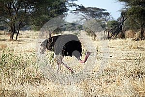 Walking masai ostrich photo