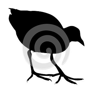 Walking Moorhen Bird Hydrurga Leptonyx On a Side View Silhouette Found In Map Of All Around The World