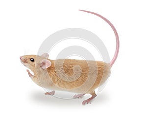 Walking Mouse img