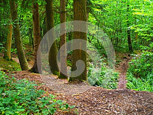 walking in nature on forest foothpath , outdoor UK series 1
