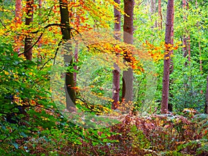 walking in nature on forest foothpath , outdoor UK series 2