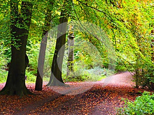 walking in nature on forest foothpath , outdoor UK series