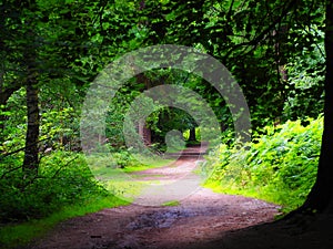 walking in nature on forest foothpath , outdoor UK series 3