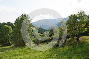 Green trees in the middle of green hills