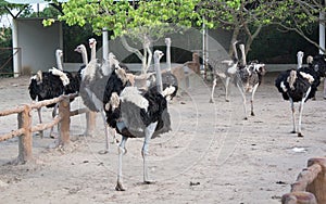 Walking ostriches