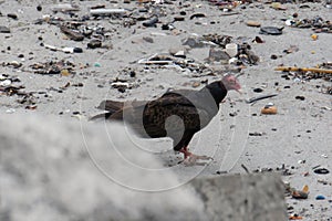 Walking on the Pacific coast of Panama, the scavenger bird catart