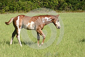 Walking Paint Colt