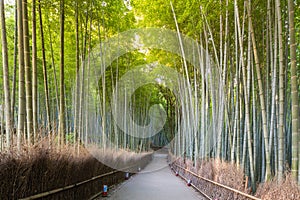 Walking pass to Bamboo Forest Arashiyama, Kyoto, Japan