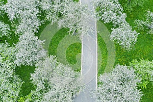 Walking path in apple orchard. white blossoming fruit trees. aerial top view
