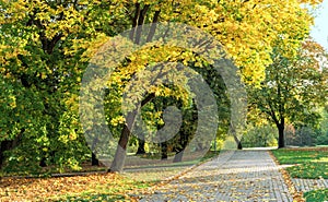 Walking path in the autumn park. Picturesque autumn landscape