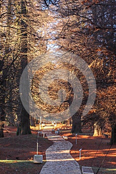 Walking path in autumn Shekvetili park, Georgia