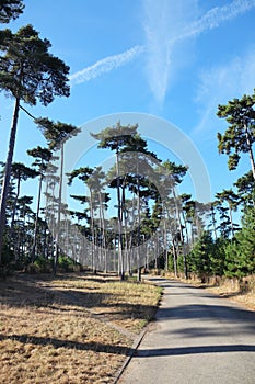 A walking path in the Bois de Boulogne in Paris