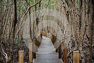 A walking path built as a wooden bridge for viewing a large mangrove forest at Khung Kraben Bay, Chanthaburi Province