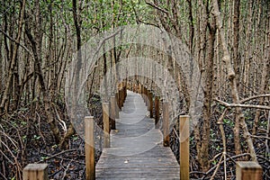 A walking path built as a wooden bridge for viewing a large mangrove forest at Khung Kraben Bay, Chanthaburi Province