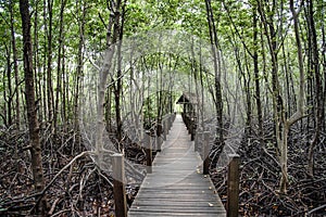 A walking path built as a wooden bridge for viewing a large mangrove forest at Khung Kraben Bay, Chanthaburi Province