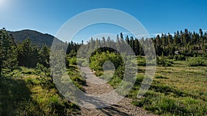 Walking Path in California Wilderness Northern