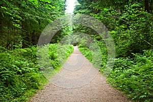 Walking Path in Capilano Park, Vancouver