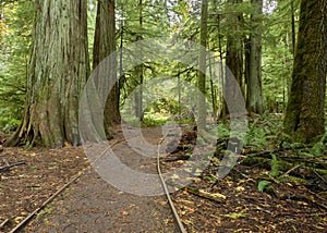 Walking path through Cathedral Grove forest photo