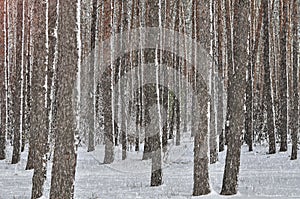 A walking path in a Coniferous forest on snowy winter