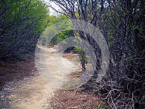 Walking path in El Chalten