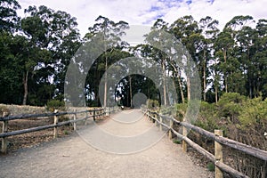 Walking path through an Eucalyptus tree grove in Pismo Beach, California where Monarch Butterflies migrate every winter; the photo