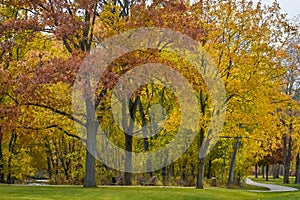 Walking Path, Fall Forest, Yellow Leaves