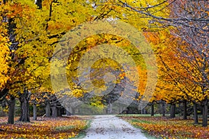 Walking Path, Fall Forest, Yellow Leaves