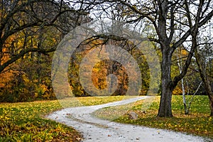 Walking Path, Fall Forest, Yellow Leaves